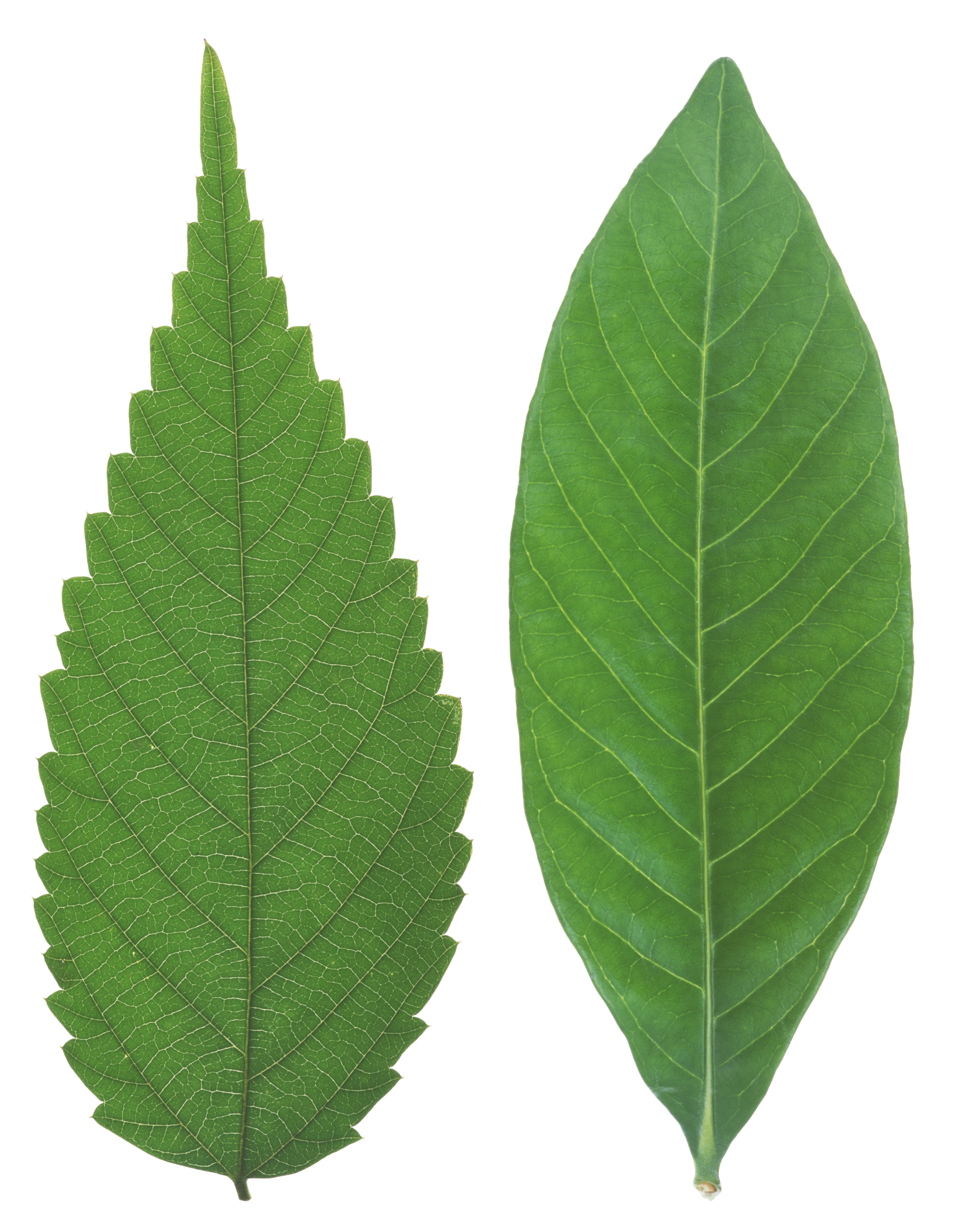 Plant Tree Leaf PNG HD Free Download