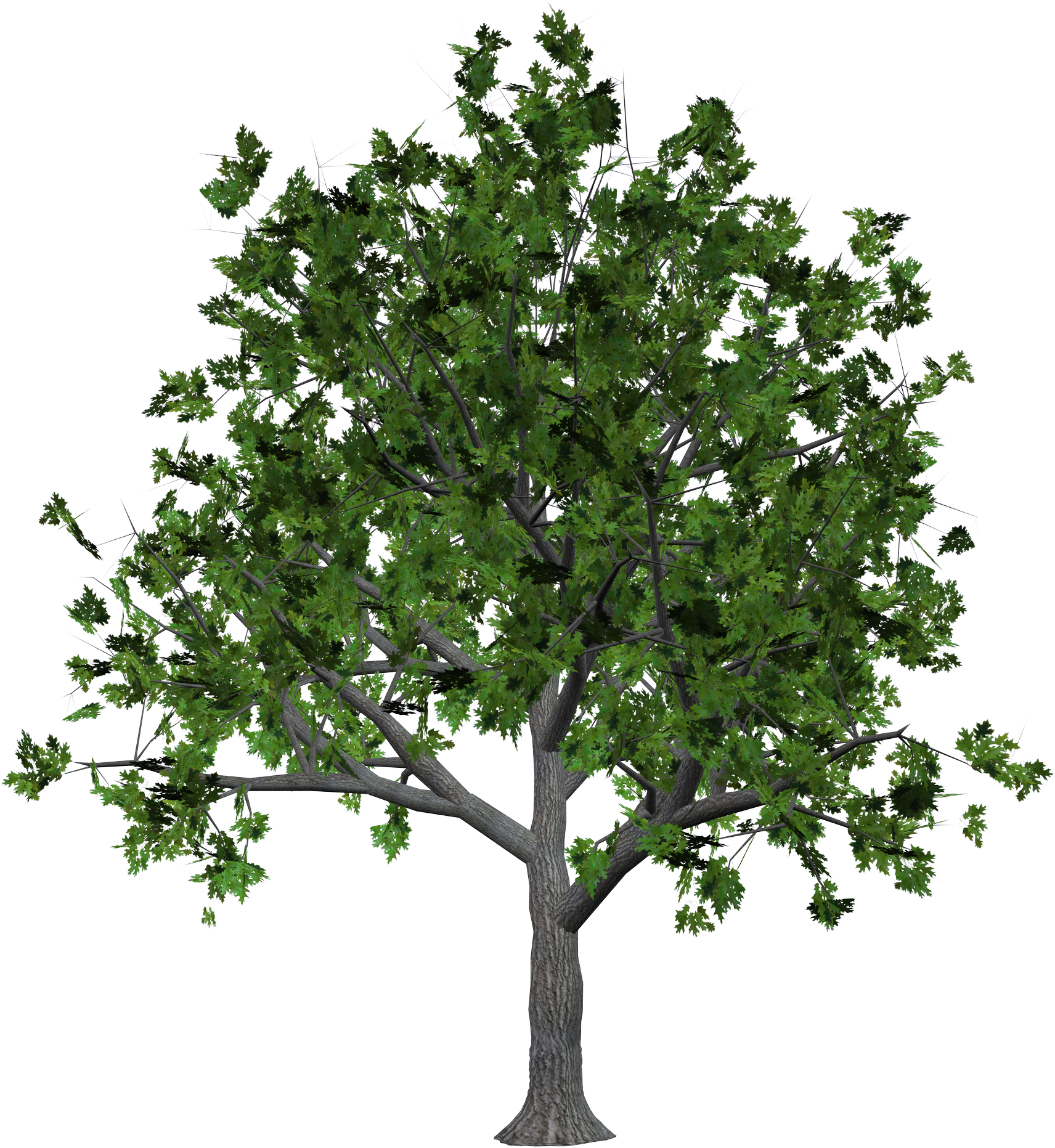 Leaf Nature Tree PNG  HD Free Download