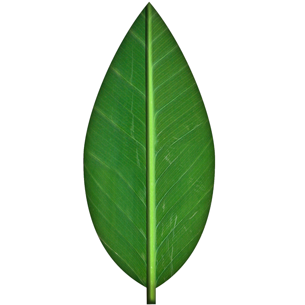 Leaf Vector PNG HD Free Download