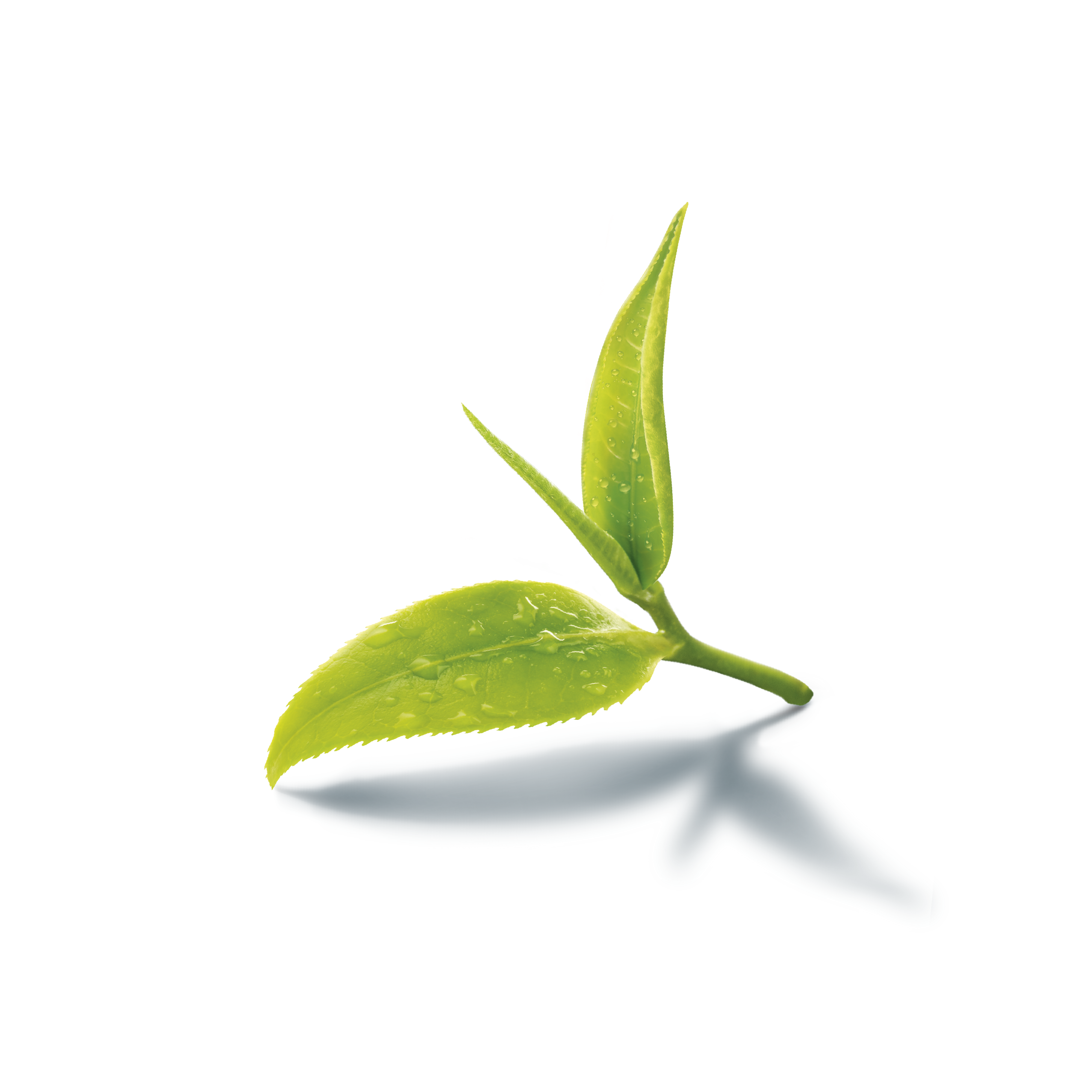 Green Leaf With Water Drops PNG  HD Free Download