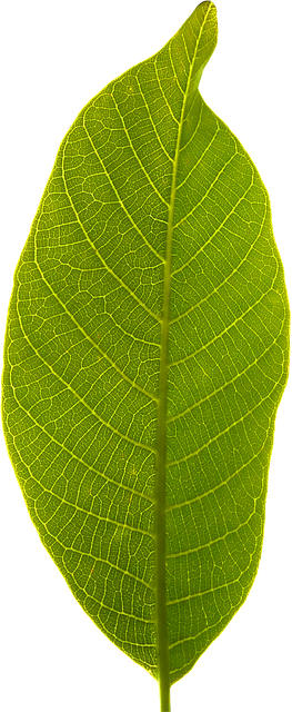 Leaf Transparent Background  HD Free Download