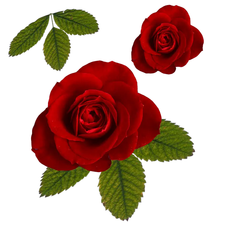 Leafy Rose Pictures HD Free Download