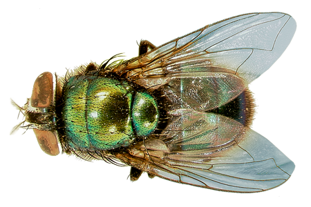 Learn About Green Bottle Flies Green Bottle Fly  HD Free Download