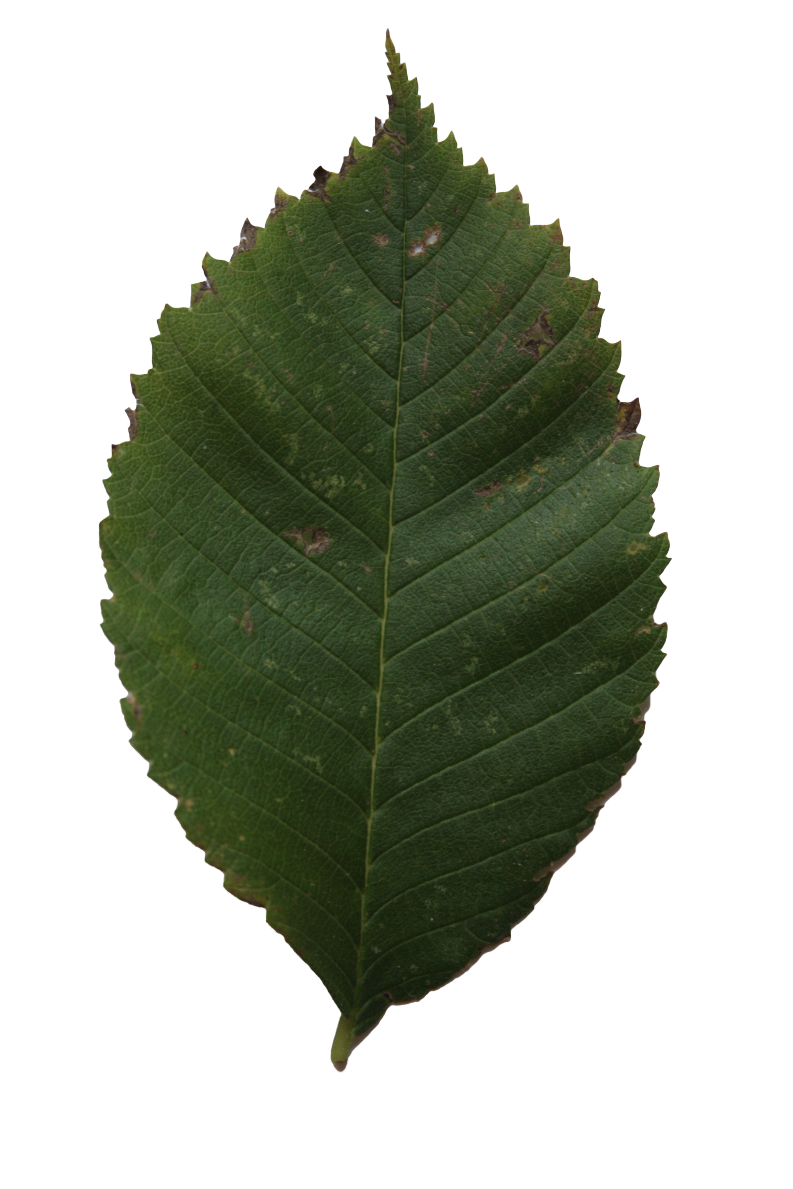 Linden Leaf Texture Cut Out PNG HD Free Download
