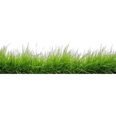 Line Grass Transparent PNG Stickpng  HD Free Download