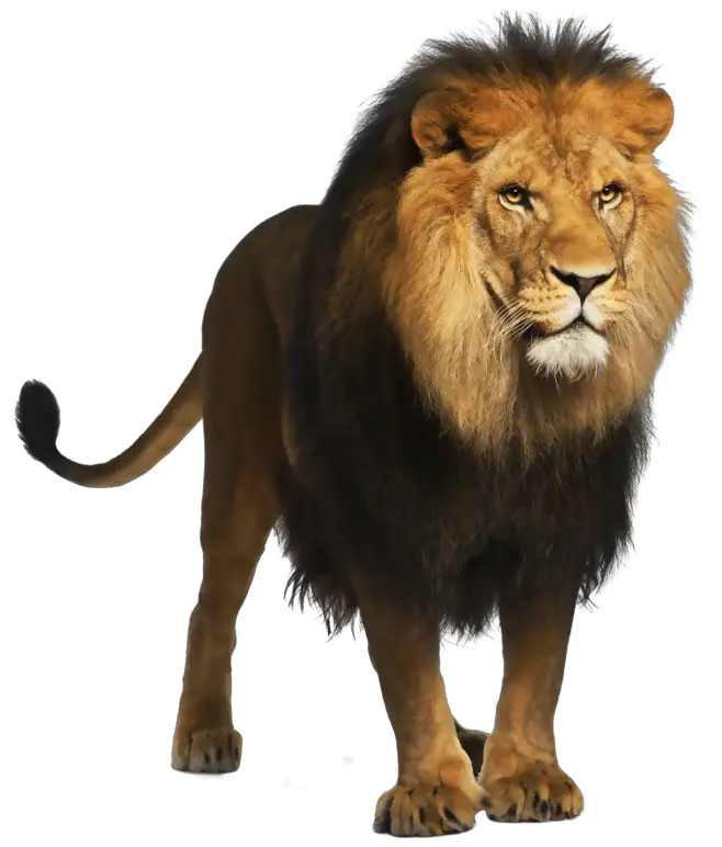 Lion  HD Free Download
