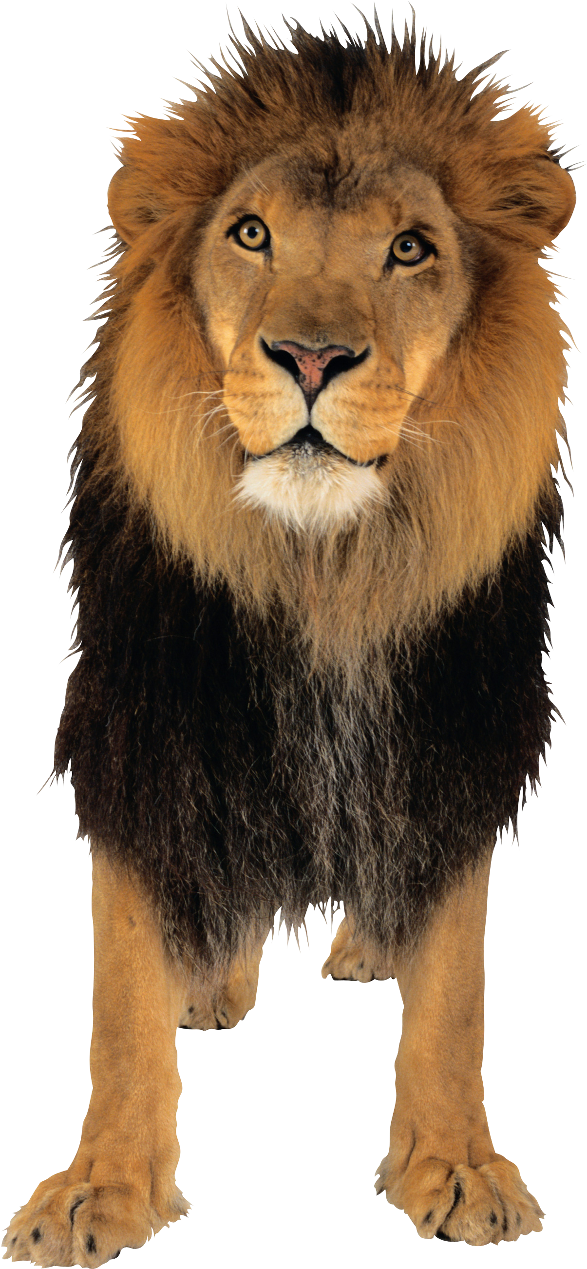 Lion PNG  HD Free Download