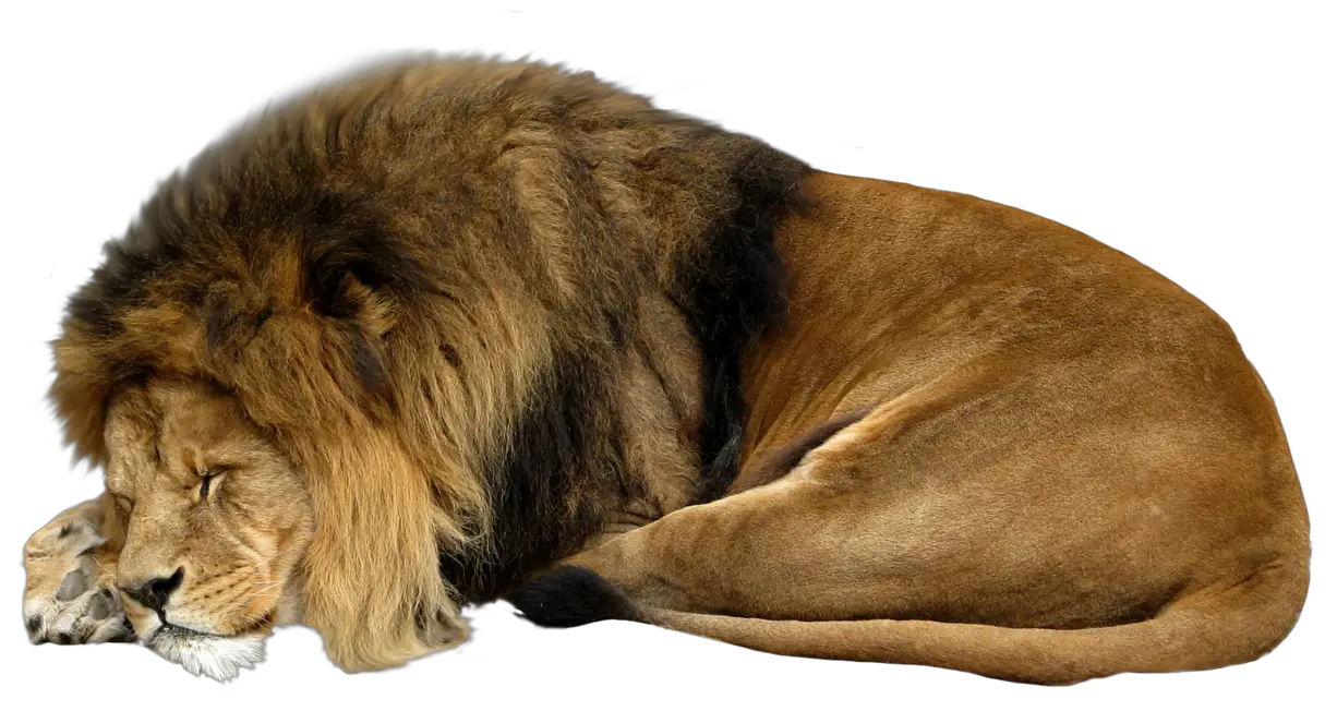 Lion PNG Transparent Image Fro Images  HD Free Download