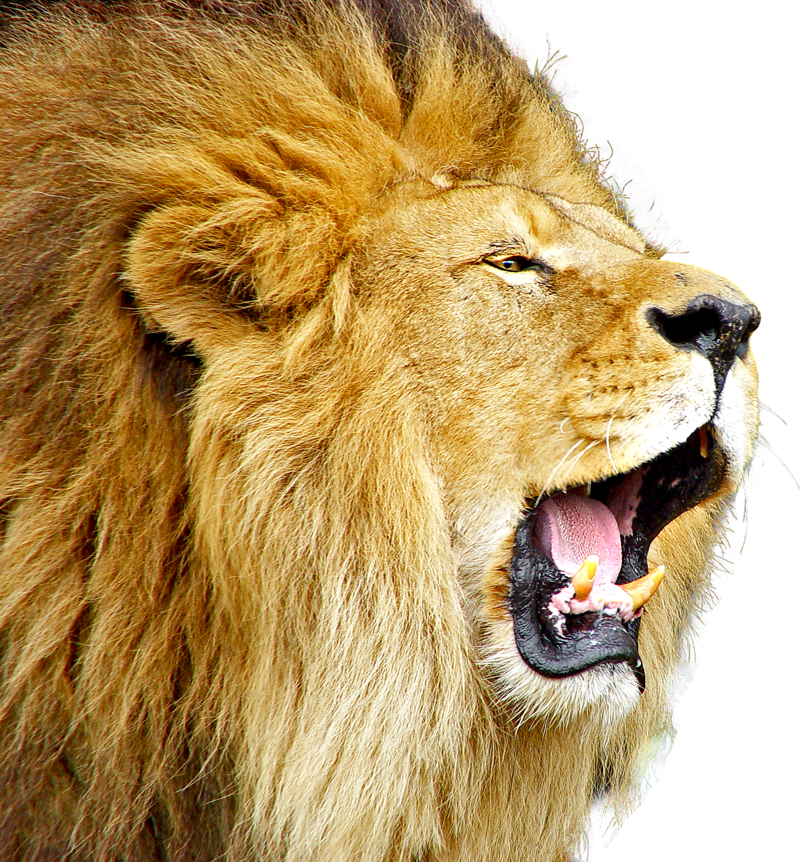 Lion Roar PNG Image   HD Free Download