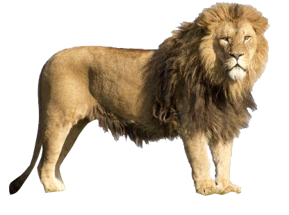 Lion Transparent Background Image Animal Web Design Graphics  HD Free Download