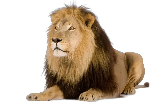 Lion Transparent PNG File Web Icons PNG  HD Free Download