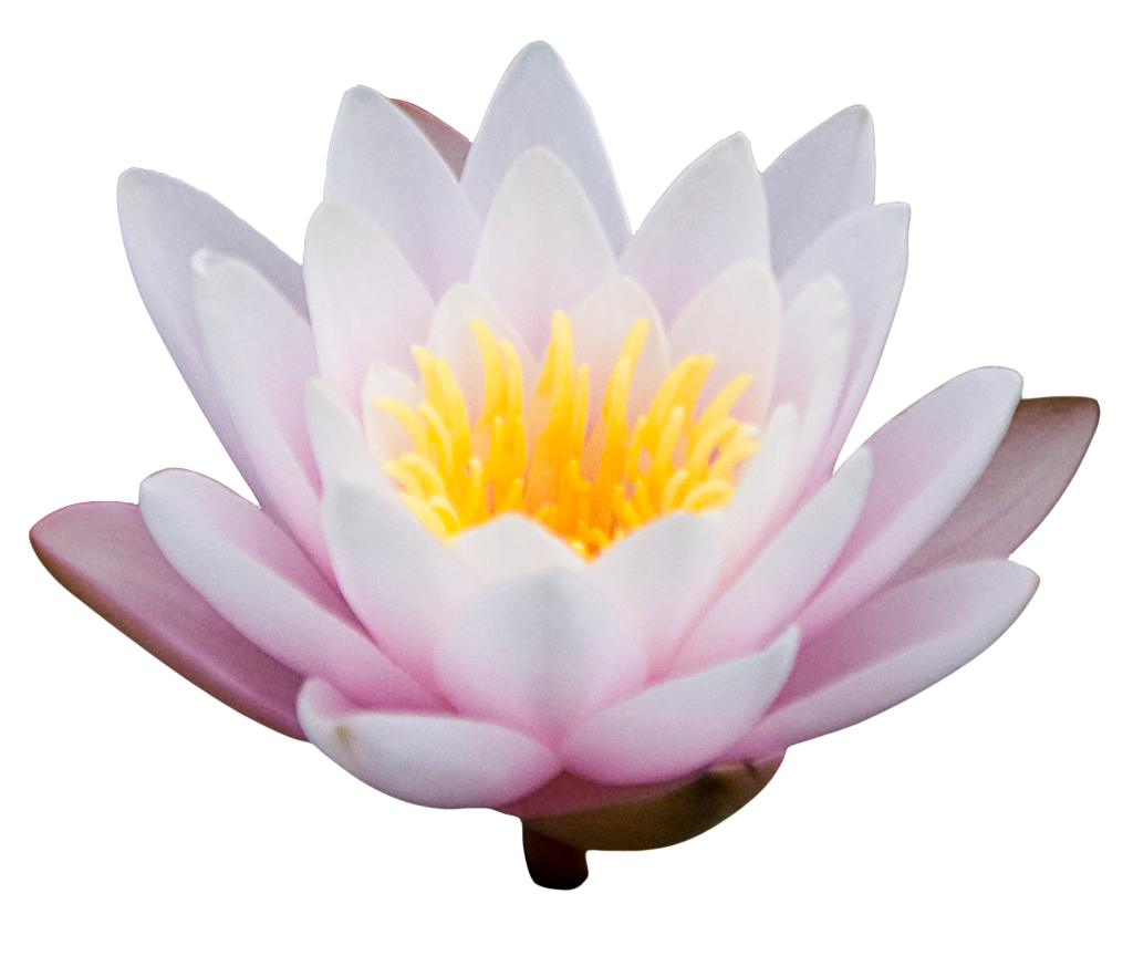 White Lotus Flower  HD Free Download
