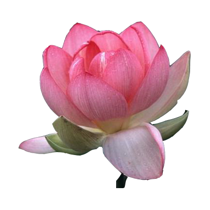 Lotus Real Flower PNG  HD Free Download