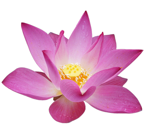 Transparent Lotus Pink Flower  HD Free Download