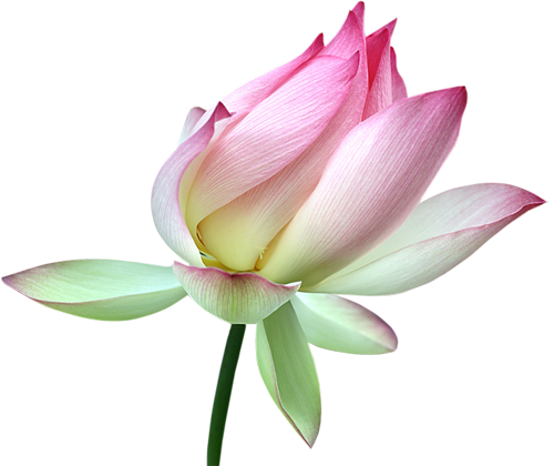 Lotus Flower Fade PNG Image HD Free Download