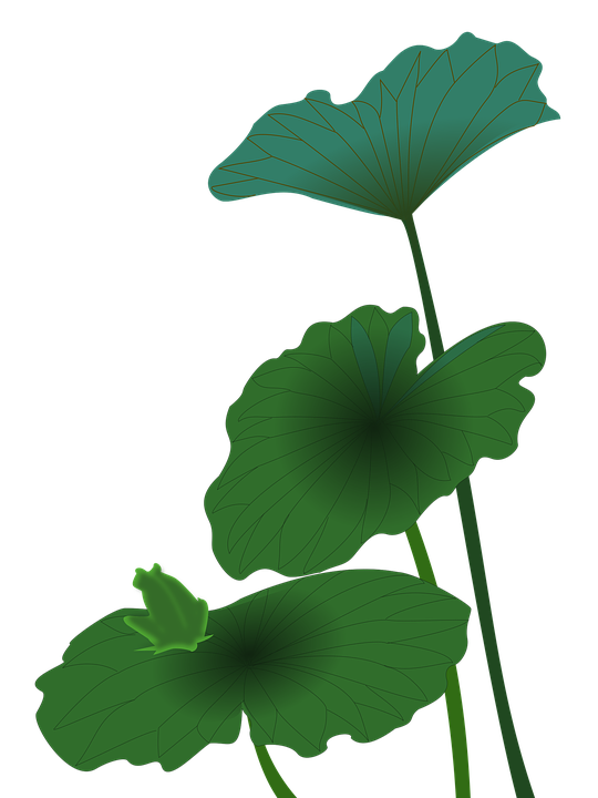 Green Lotus Leaf Image  HD Free Download