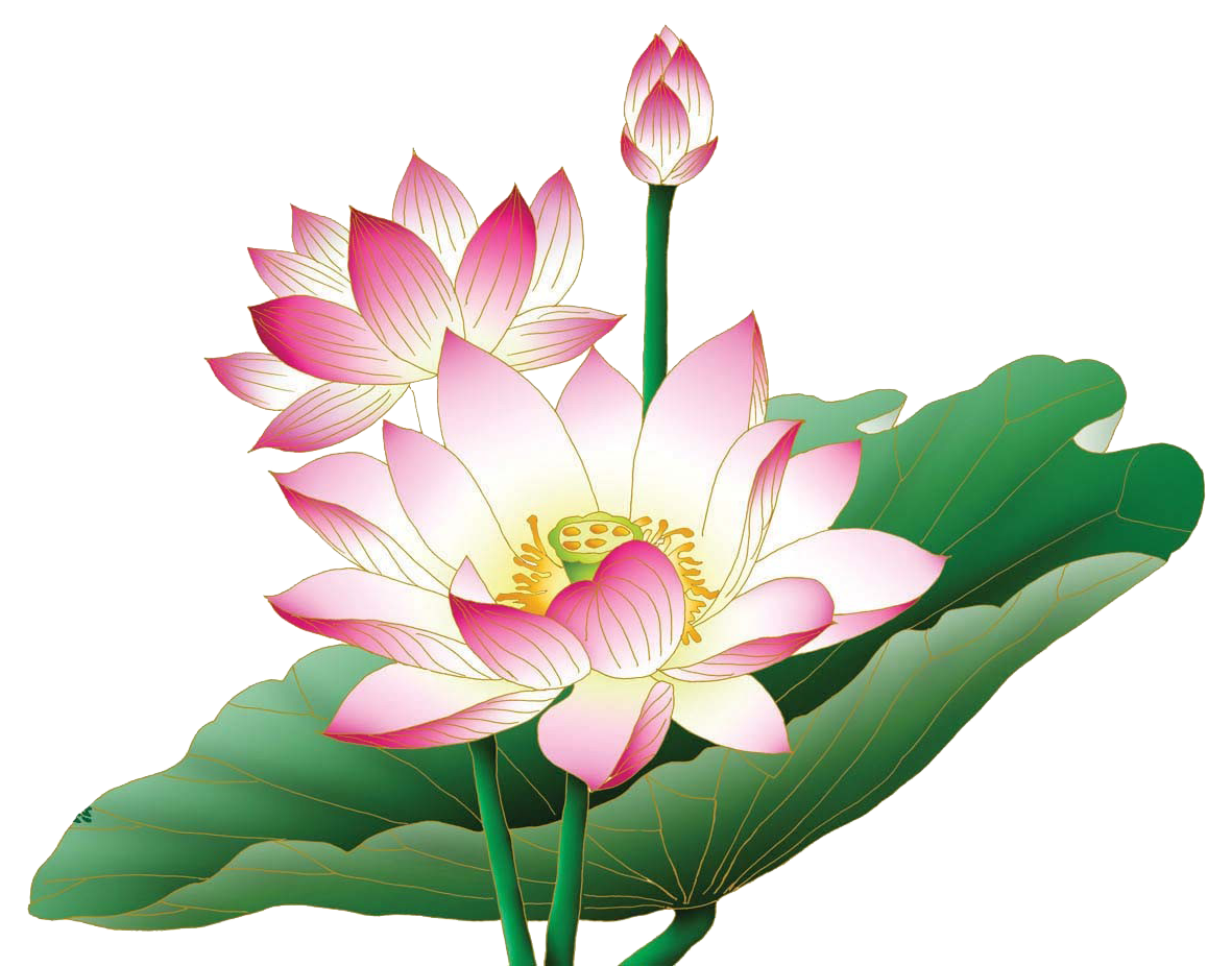 Green Pink White Lotus PNG  HD Free Download