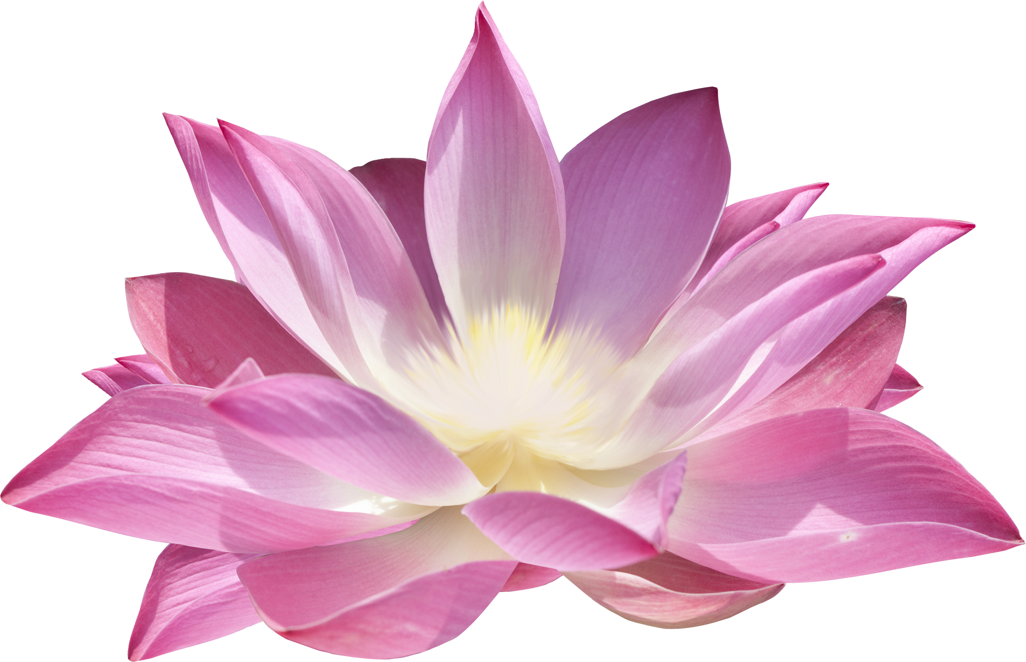 Paint Lotus Pink Design  HD Free Download