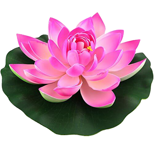 Pink Lotus On Green Leaf PNG  HD Free Download