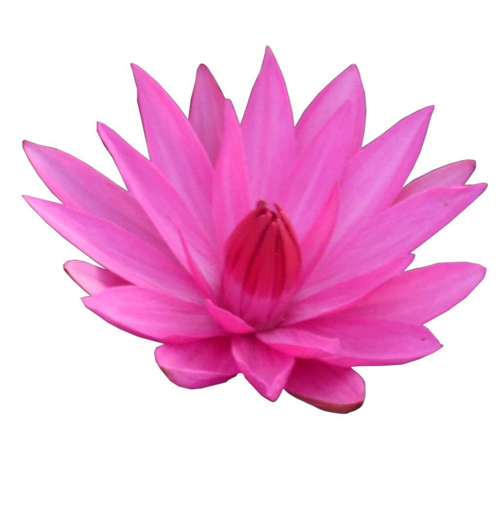 Lotus Plants Flowers PNG  HD Free Download