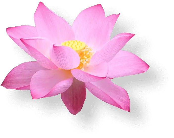 Blooming Lotus Flower HD Free Download