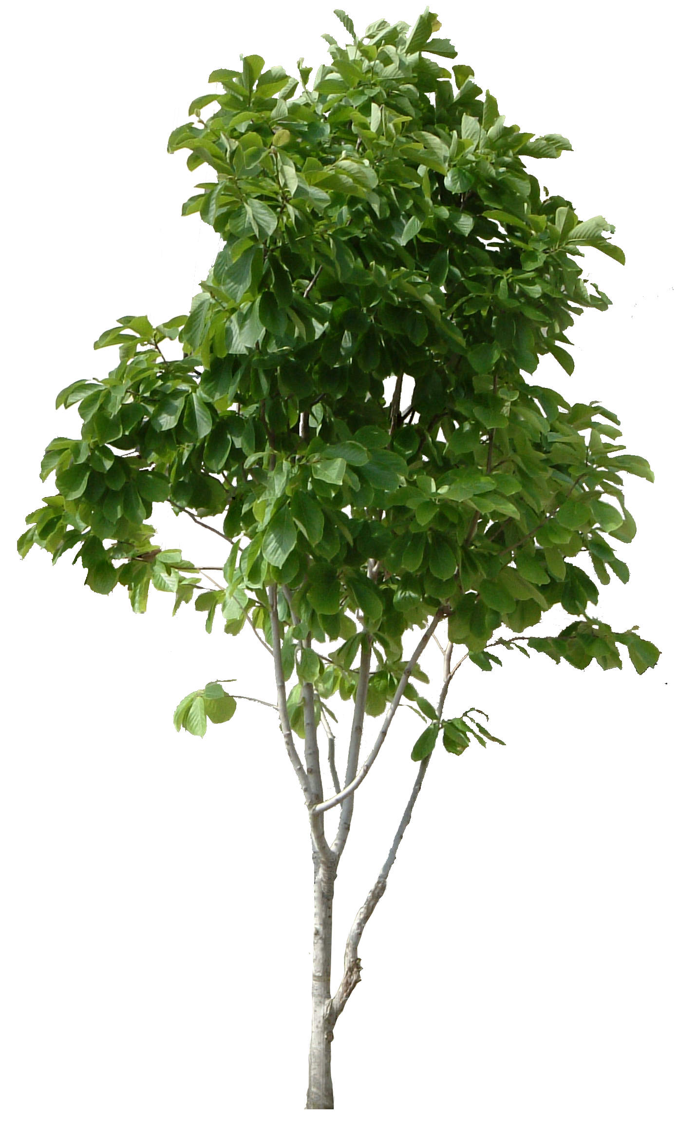 Lush Tree Tree Clipart Maunsell Trees PNG  HD Free Download