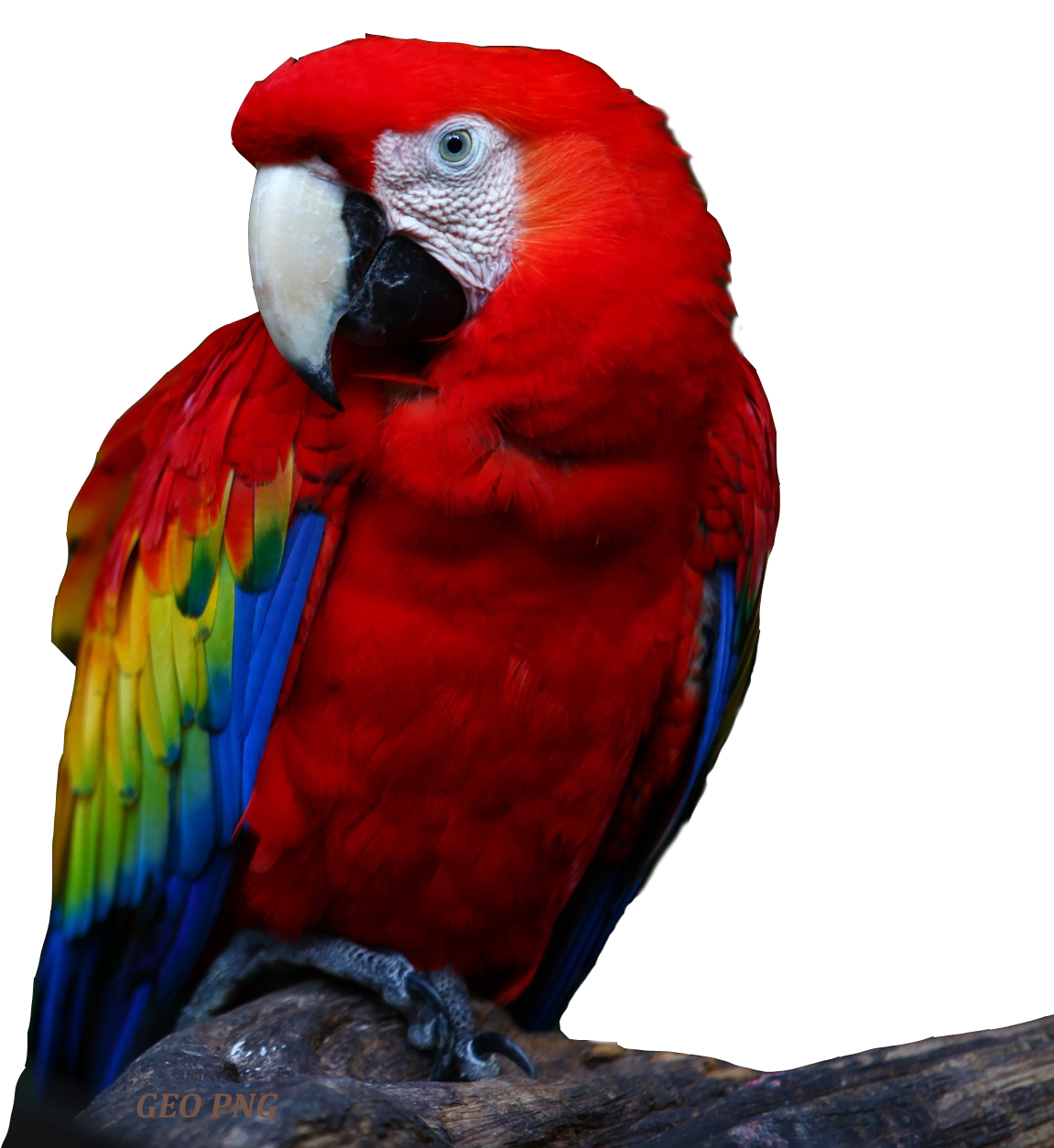 Macaw Parrot PNG Images Geo PNG Images  HD Free Download