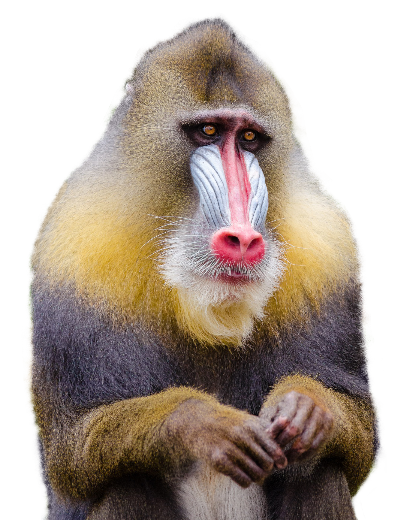 Mandrill Monkey PNG Transparent Image  HD Free Download