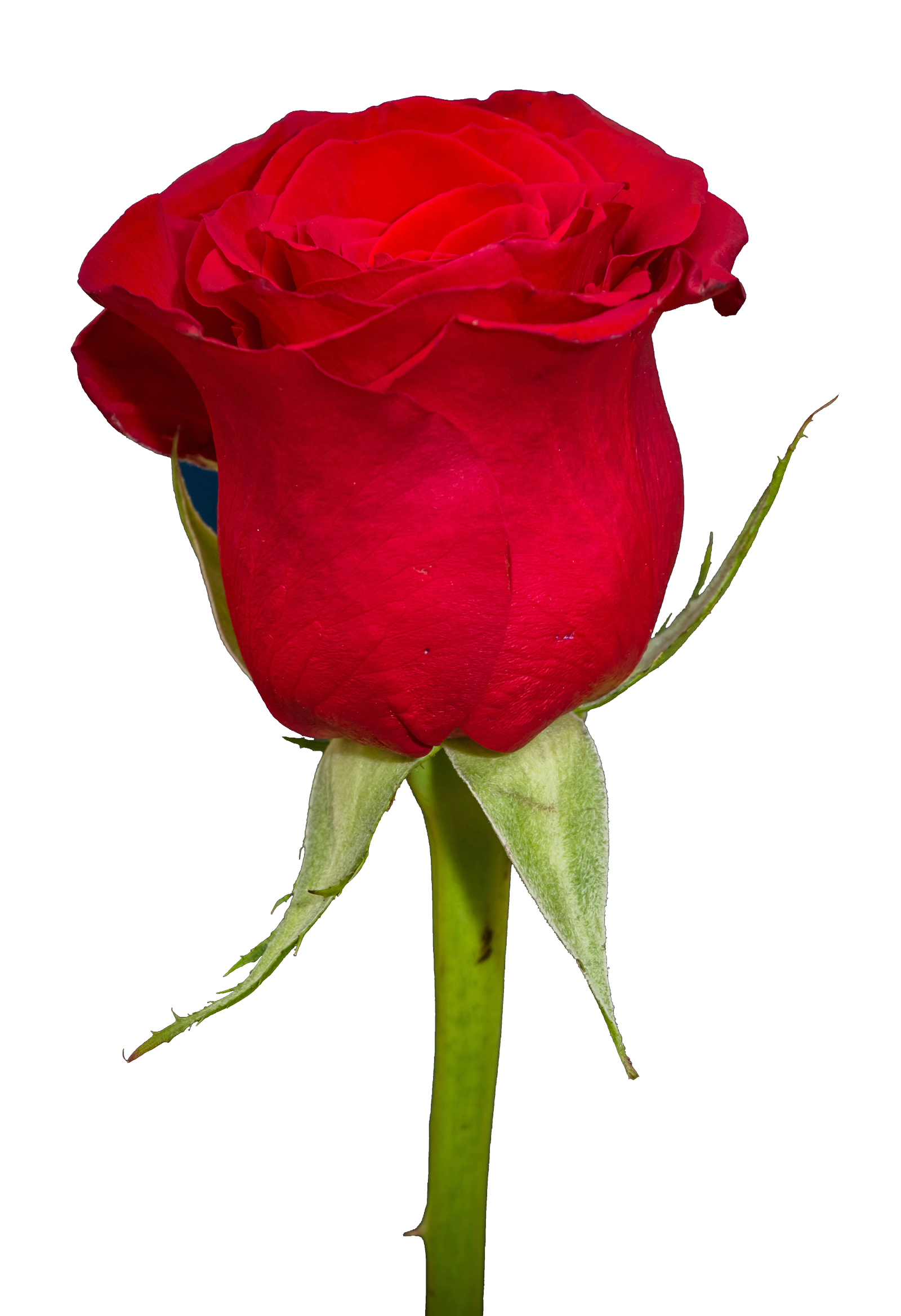 Mature Red Rose Photo  HD Free Download