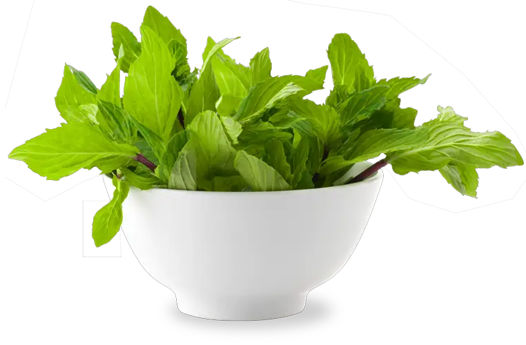 Mint Scent Geranium Natural Freshness HD Free Download