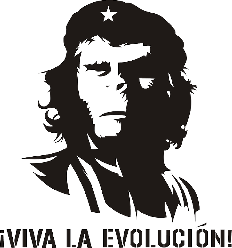 Monkey Evolution Che Guevara Humor Revolution Domain Pictures Pictures  HD Free Download