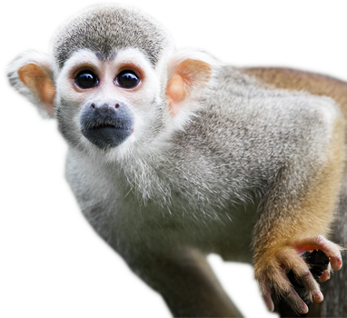 Monkey Curious Transparent Free  HD Free Download