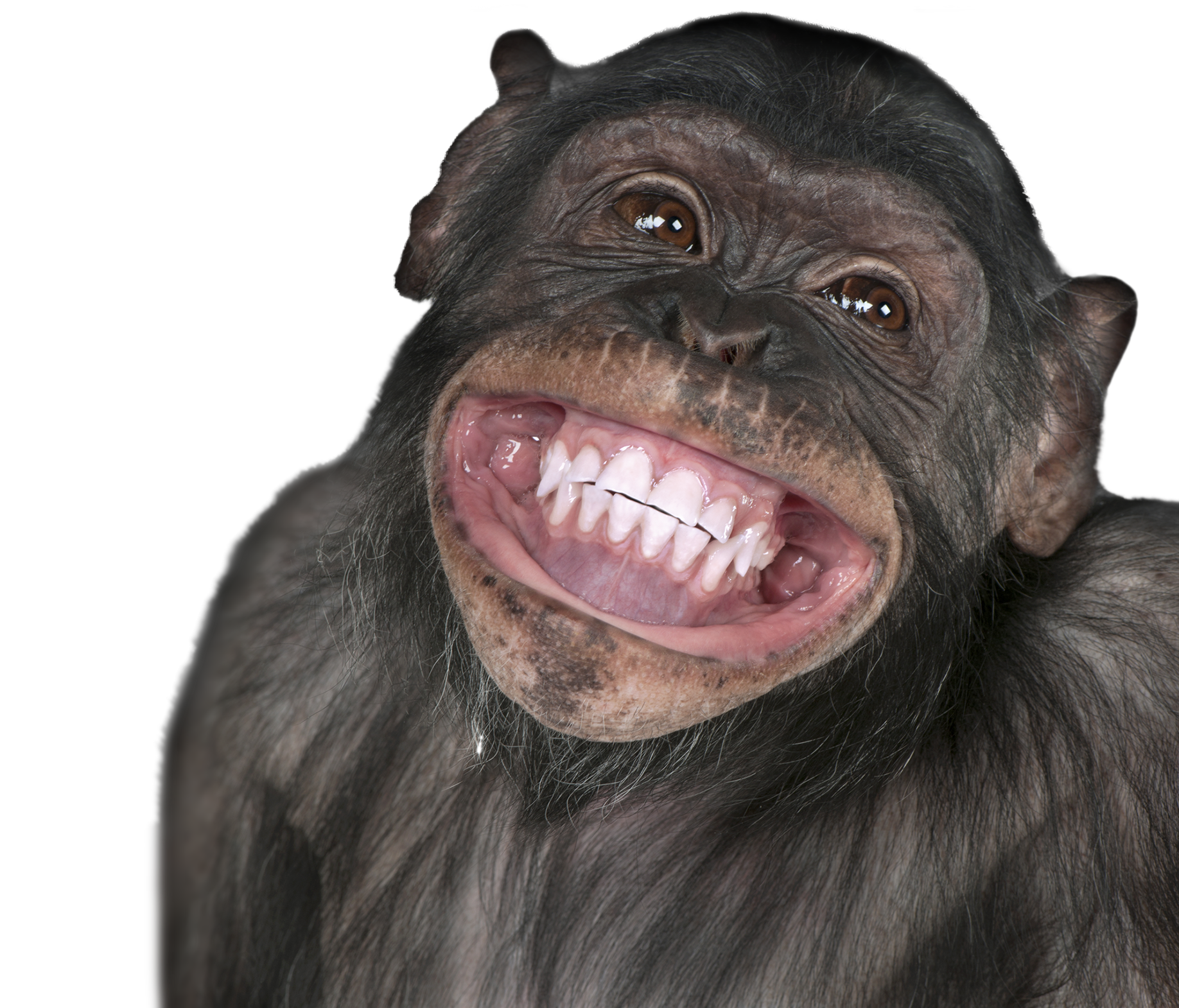 Monkey Smiling Meme  HD Free Download