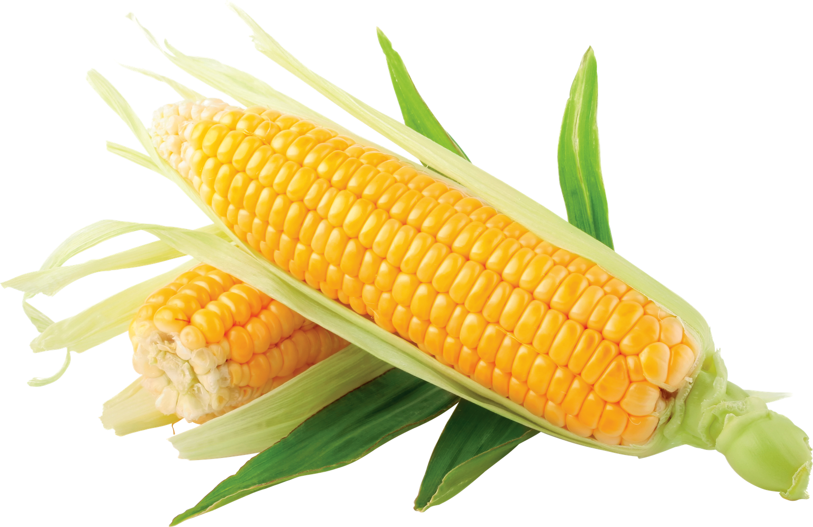 Monsanto Lowers Profit Forecast Corn Drop Dollar  HD Free Download