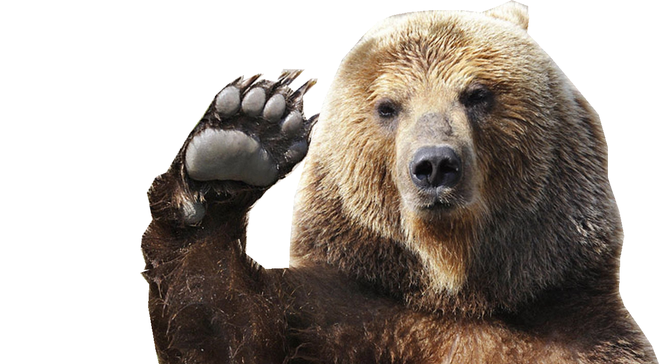 Bear Memes PNG  HD Free Download