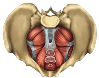 Muscles Pelvic Floor Paradigm Physical Therapy HD Free Download