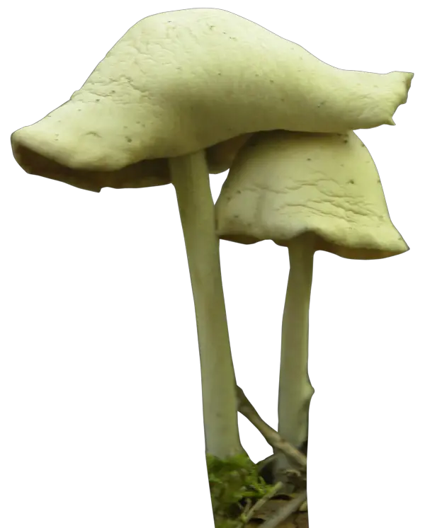 Mushroom Gd08 Deviantart  HD Free Download