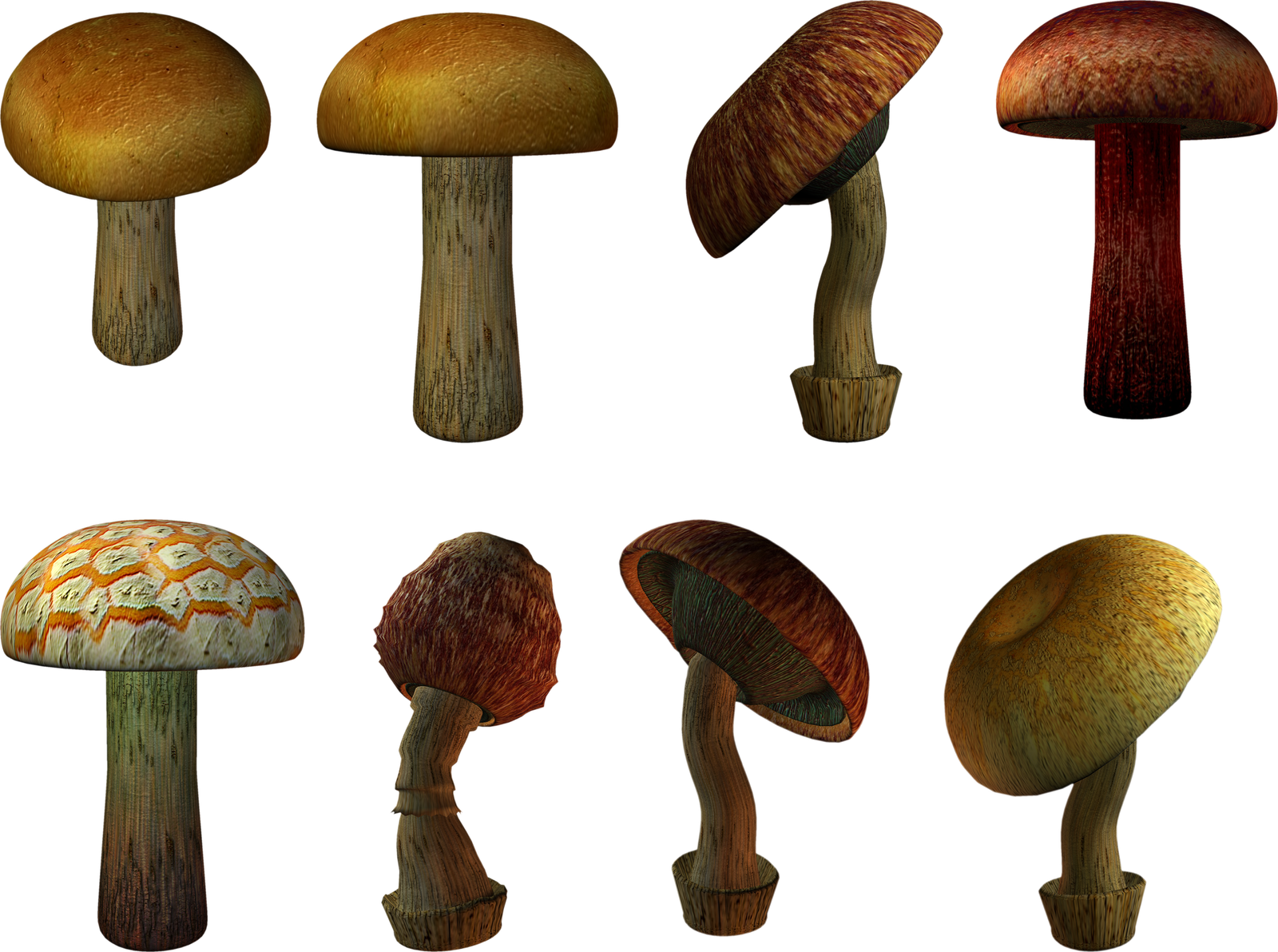 Mushroom Types Transparent Background  HD Free Download