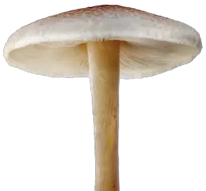 Mushroom Transparent Pictures Icons  HD Free Download