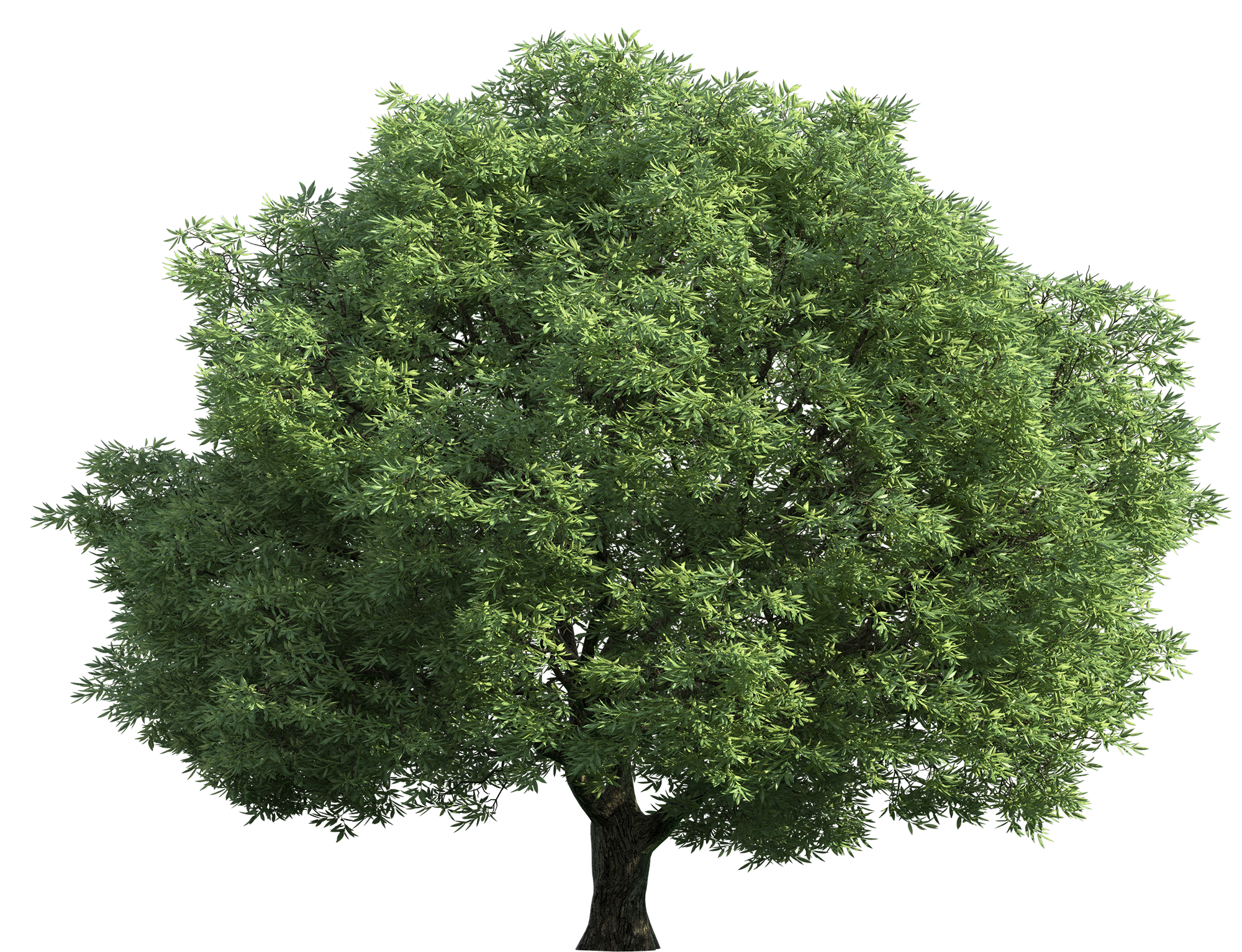 Narra Tree Transparent Green Big Tree PNG  HD Free Download