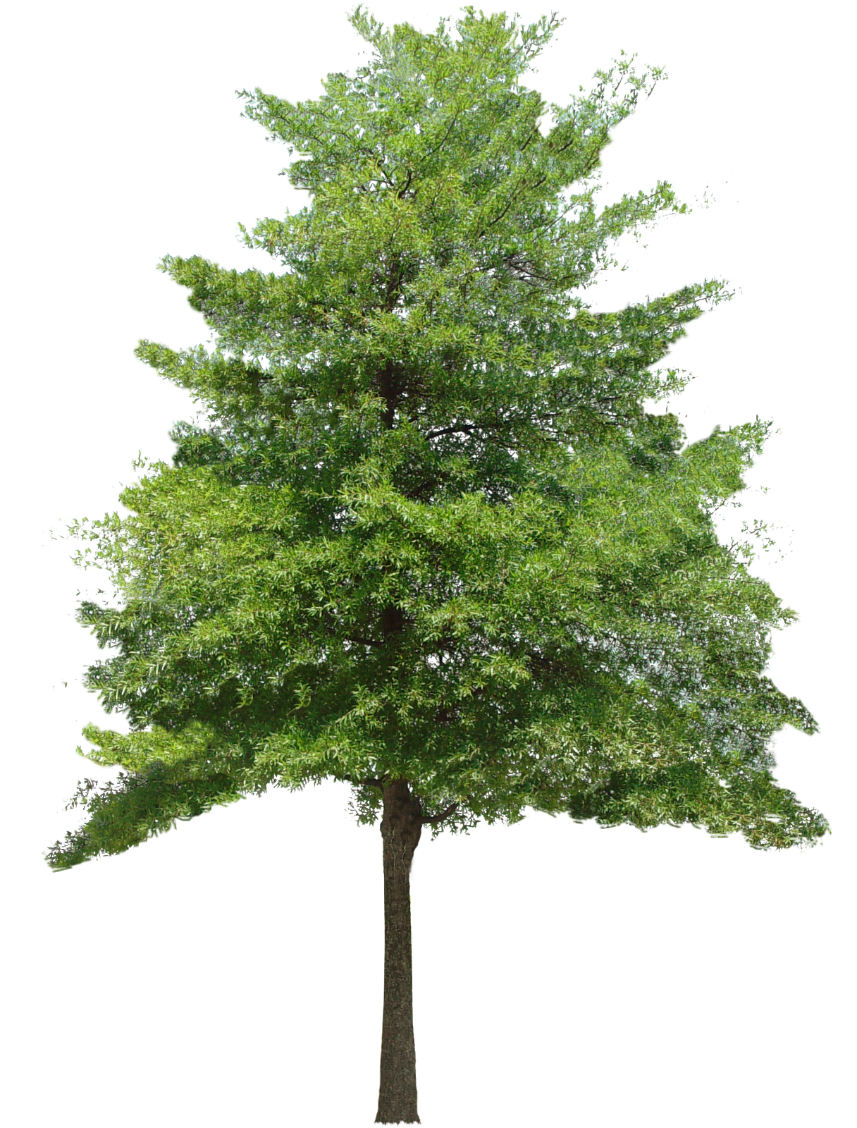 Nature Trees Transparent PNG  HD Free Download