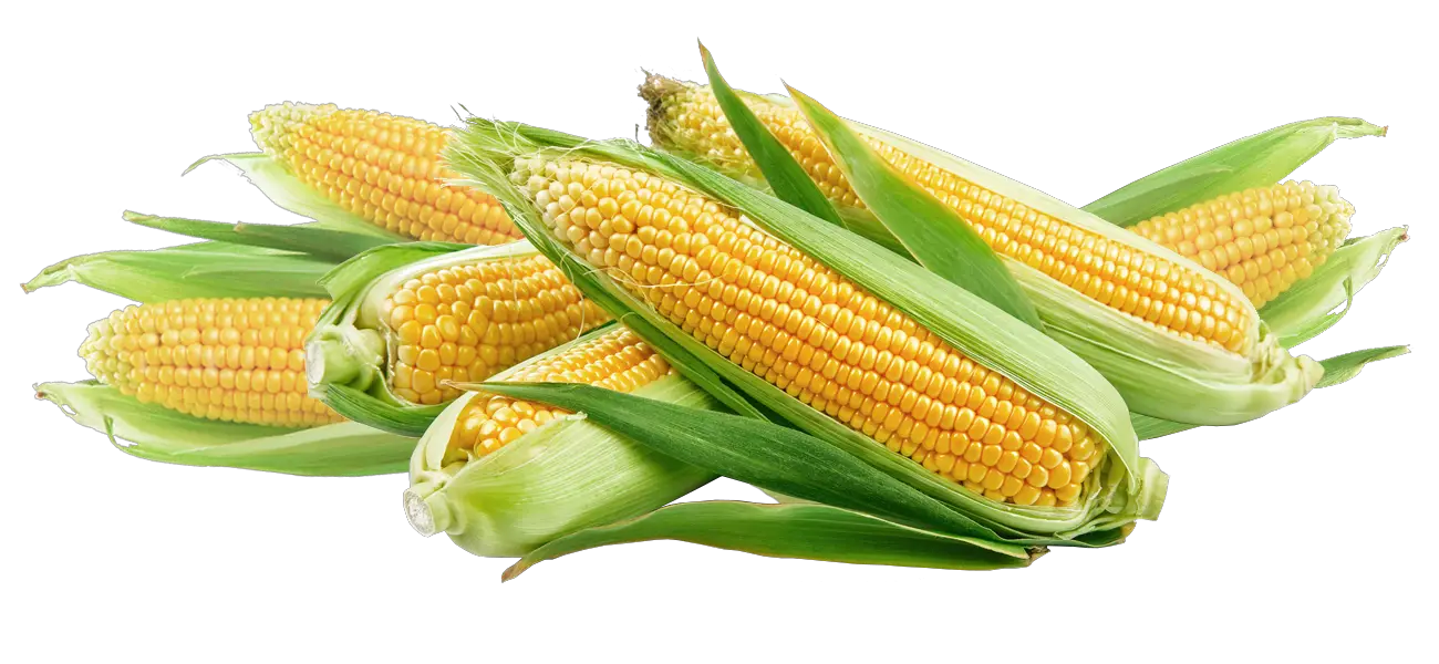Newhard Farms Corn Shed The Lehigh Valley Premium  HD Free Download