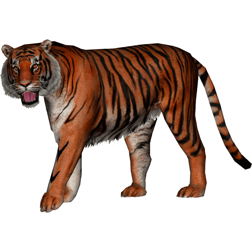 Ngandong Tiger  HD Free Download