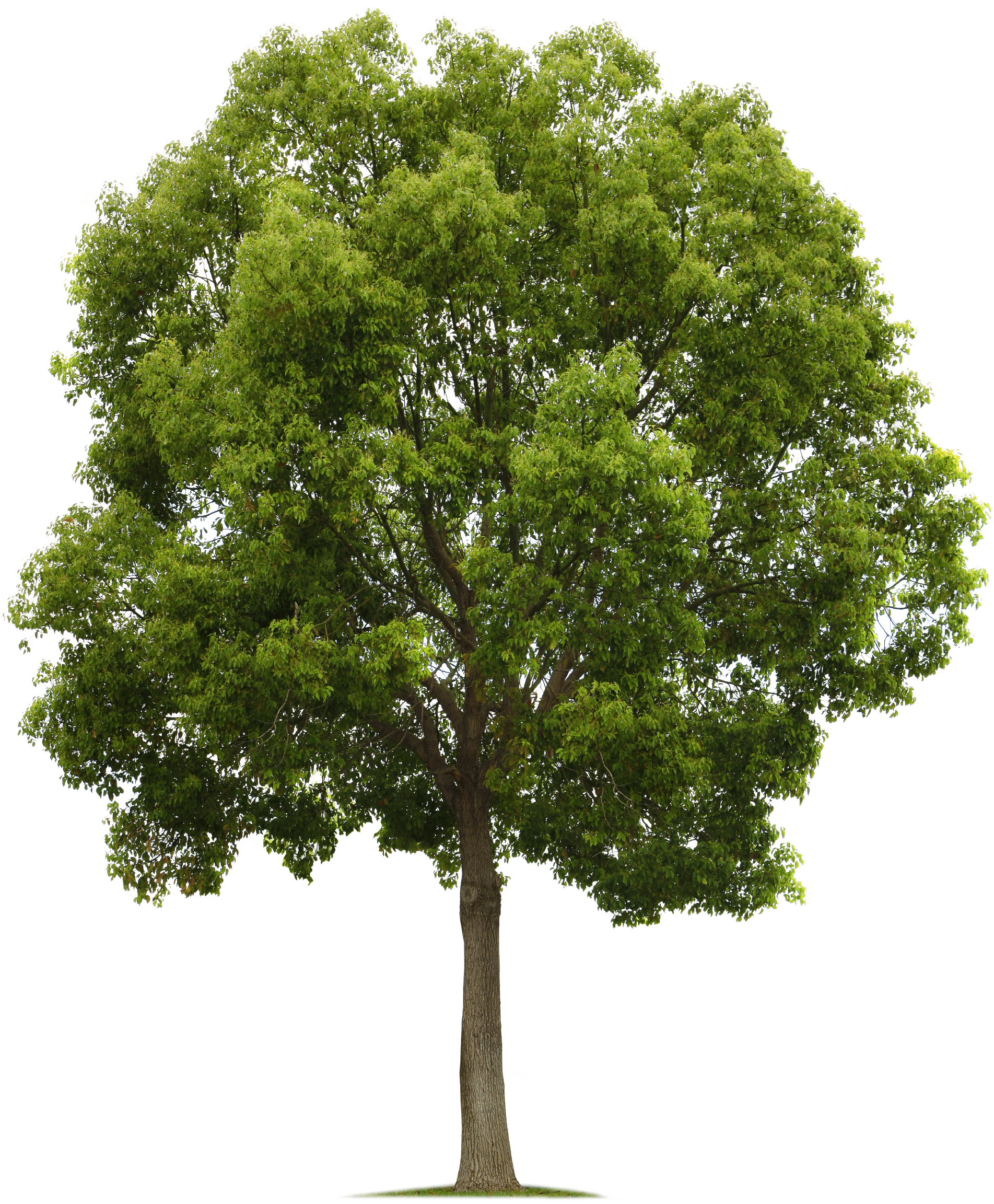 No Background Tree Transparent PNG  HD Free Download