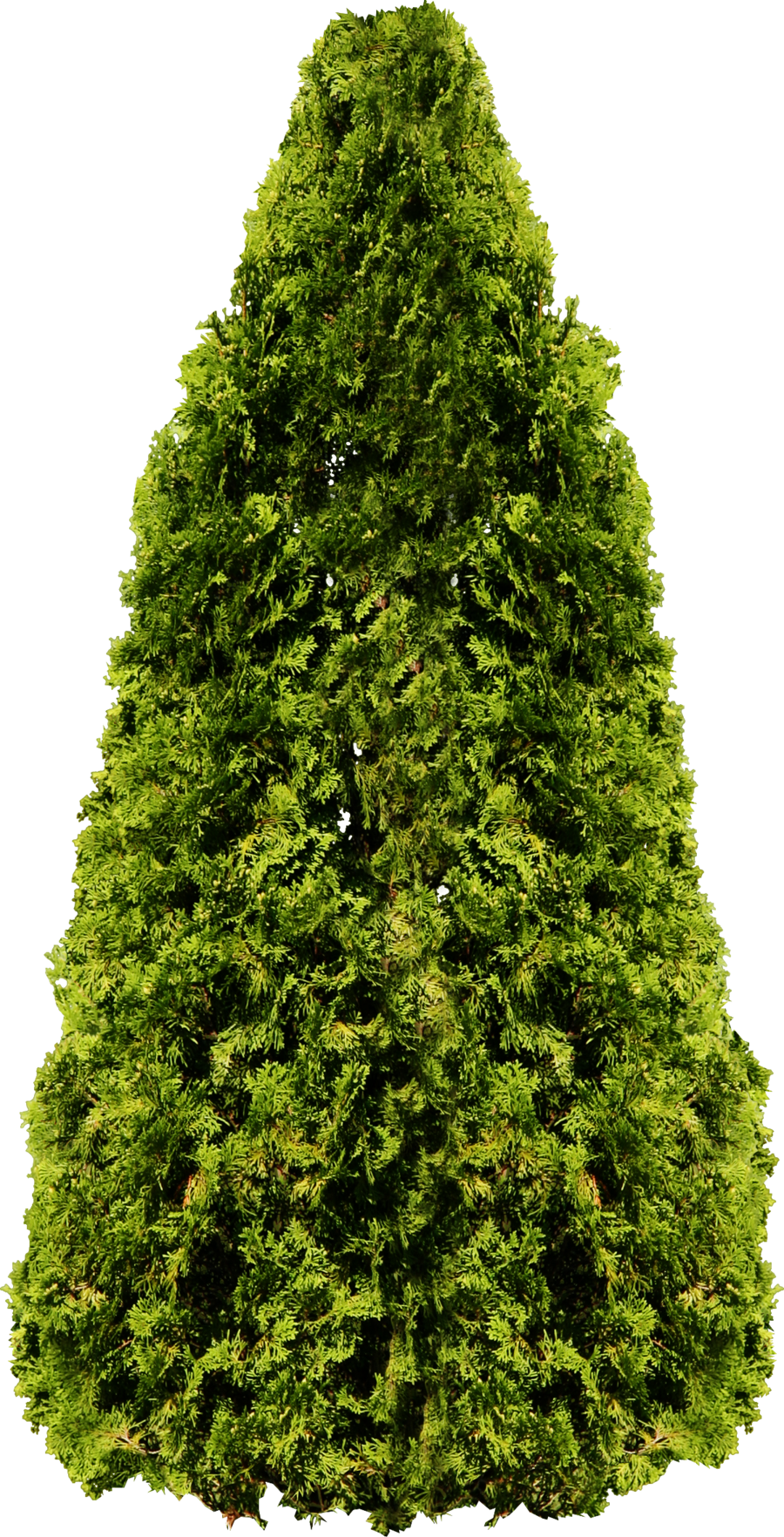 Noel Tree PNG Images Pictures  HD Free Download