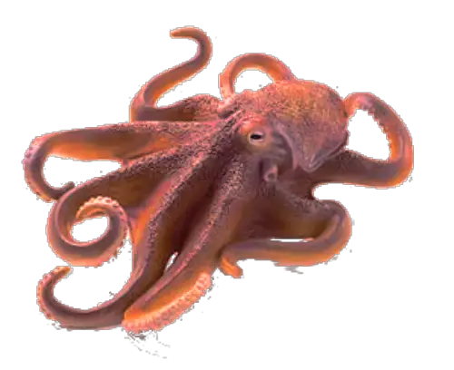 Octopus The Homebrewery Naturalcrit  HD Free Download