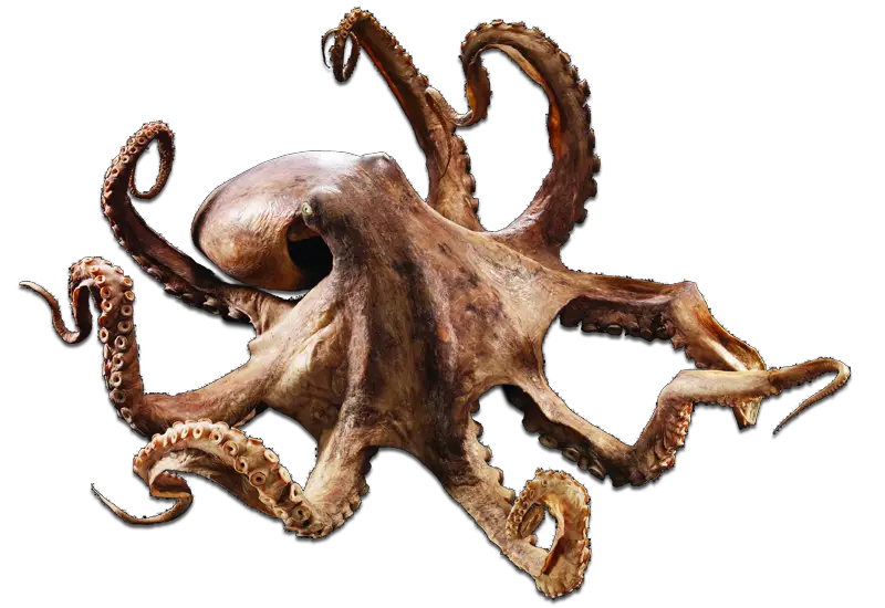 Octopus Wallflower Theme Documention Roktopus Industries  HD Free Download