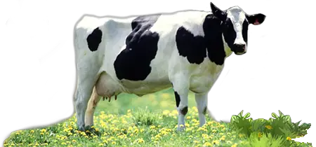 Organic Cow Milk Products Rock Ridge Dairy  HD Free Download