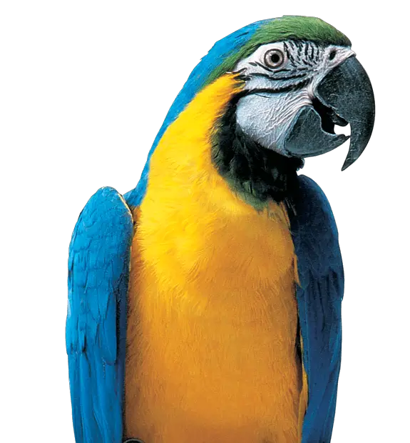 Parrot Kaytee Pet Supplies Kaytee Products HD Free Download