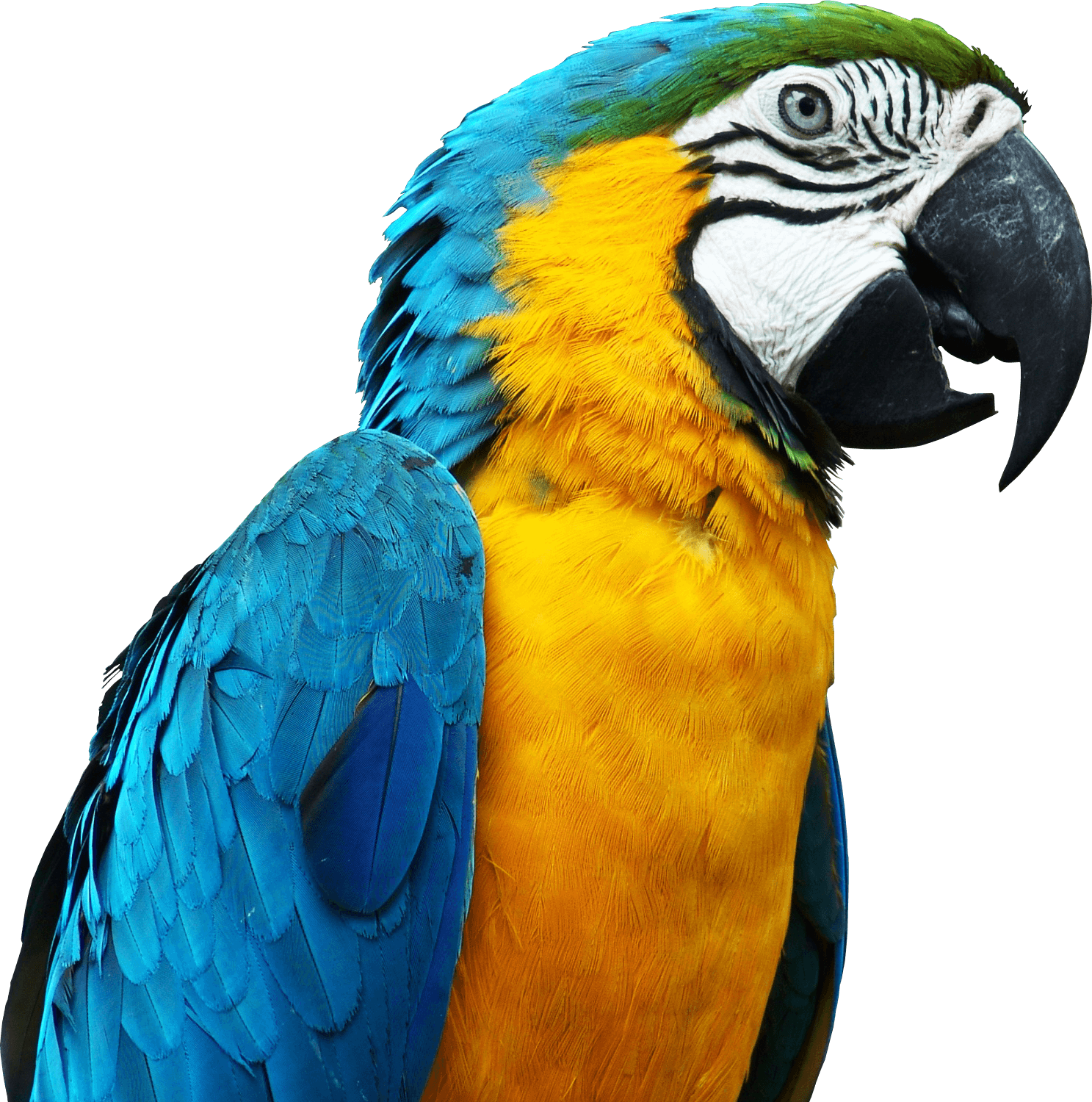 Parrot Macaw PNG Transparent Macaw Images HD Free Download